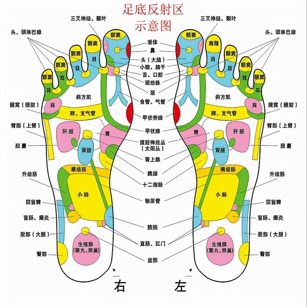 最新足部反射区示意图，揭示足部与身体健康的密切关联