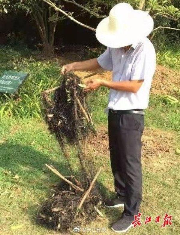 揭秘捕蛇网背后的故事与真相实拍图集