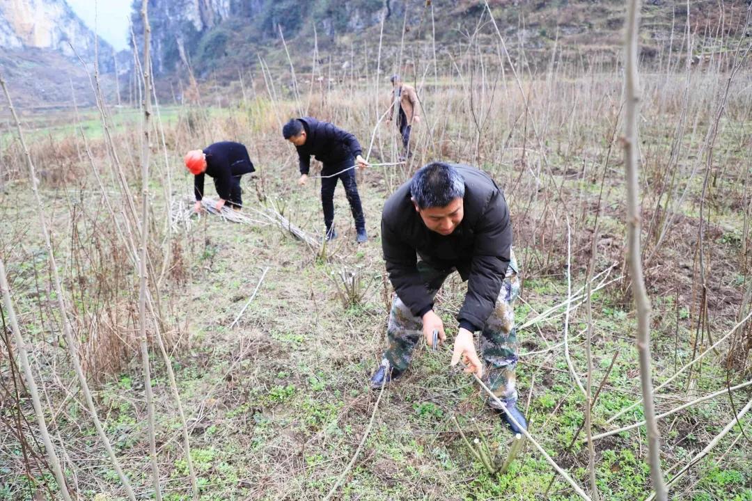 金海湖镇规划新动态，塑造未来城市崭新面貌